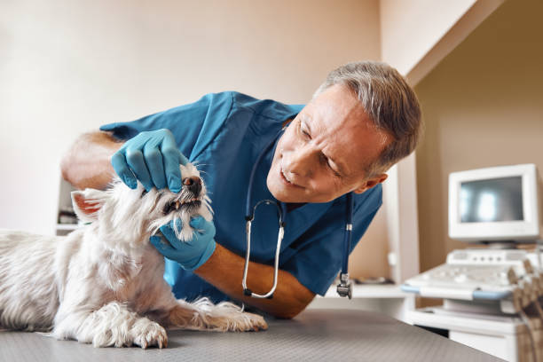 Best Mobile Emergency Dentist in Ashland, PA